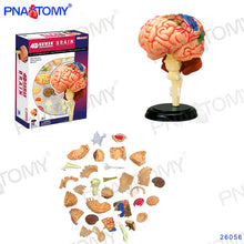 Load image into Gallery viewer, 4D MASTER HUMAN ANATOMICAL MODELS DIY TOYS BODY ANATOMY EDUCATIONAL TOOL BRAIN HEART SKELETON EAR TORSO HAND NOSE KNEE JOINT EYE
