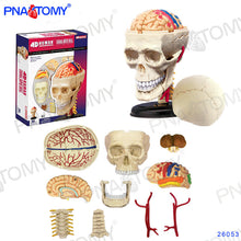Load image into Gallery viewer, 4D MASTER HUMAN ANATOMICAL MODELS DIY TOYS BODY ANATOMY EDUCATIONAL TOOL BRAIN HEART SKELETON EAR TORSO HAND NOSE KNEE JOINT EYE

