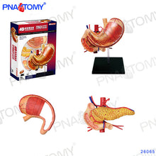 Load image into Gallery viewer, 4D MASTER HUMAN ANATOMICAL MODELS DIY TOYS BODY ANATOMY EDUCATIONAL TOOL BRAIN HEART SKELETON EAR TORSO HAND NOSE KNEE JOINT EYE
