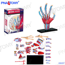 Load image into Gallery viewer, 4D MASTER HUMAN ANATOMICAL MODELS DIY TOYS BODY ANATOMY EDUCATIONAL TOOL BRAIN HEART SKELETON EAR TORSO HAND NOSE KNEE JOINT EYE

