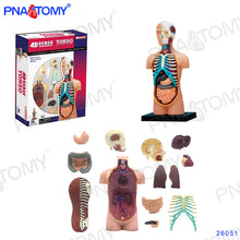 Load image into Gallery viewer, 4D MASTER HUMAN ANATOMICAL MODELS DIY TOYS BODY ANATOMY EDUCATIONAL TOOL BRAIN HEART SKELETON EAR TORSO HAND NOSE KNEE JOINT EYE
