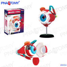 Load image into Gallery viewer, 4D MASTER HUMAN ANATOMICAL MODELS DIY TOYS BODY ANATOMY EDUCATIONAL TOOL BRAIN HEART SKELETON EAR TORSO HAND NOSE KNEE JOINT EYE
