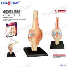 Load image into Gallery viewer, 4D MASTER HUMAN ANATOMICAL MODELS DIY TOYS BODY ANATOMY EDUCATIONAL TOOL BRAIN HEART SKELETON EAR TORSO HAND NOSE KNEE JOINT EYE
