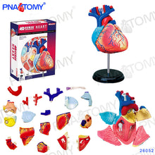 Load image into Gallery viewer, 4D MASTER HUMAN ANATOMICAL MODELS DIY TOYS BODY ANATOMY EDUCATIONAL TOOL BRAIN HEART SKELETON EAR TORSO HAND NOSE KNEE JOINT EYE
