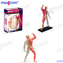 Load image into Gallery viewer, 4D MASTER HUMAN ANATOMICAL MODELS DIY TOYS BODY ANATOMY EDUCATIONAL TOOL BRAIN HEART SKELETON EAR TORSO HAND NOSE KNEE JOINT EYE
