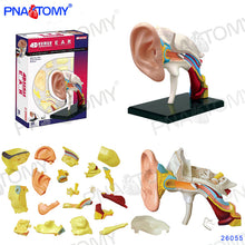 Load image into Gallery viewer, 4D MASTER HUMAN ANATOMICAL MODELS DIY TOYS BODY ANATOMY EDUCATIONAL TOOL BRAIN HEART SKELETON EAR TORSO HAND NOSE KNEE JOINT EYE
