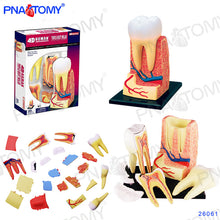 Load image into Gallery viewer, 4D MASTER HUMAN ANATOMICAL MODELS DIY TOYS BODY ANATOMY EDUCATIONAL TOOL BRAIN HEART SKELETON EAR TORSO HAND NOSE KNEE JOINT EYE
