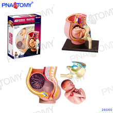 Load image into Gallery viewer, 4D MASTER HUMAN ANATOMICAL MODELS DIY TOYS BODY ANATOMY EDUCATIONAL TOOL BRAIN HEART SKELETON EAR TORSO HAND NOSE KNEE JOINT EYE
