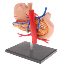 Load image into Gallery viewer, 4D stomach model 2:3 Human Stomach Pancreas with Internal Organs Model Anatomy Study
