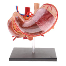 Load image into Gallery viewer, 4D stomach model 2:3 Human Stomach Pancreas with Internal Organs Model Anatomy Study

