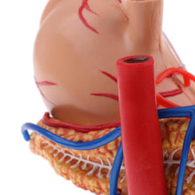 Load image into Gallery viewer, 4D stomach model 2:3 Human Stomach Pancreas with Internal Organs Model Anatomy Study
