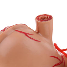 Load image into Gallery viewer, 4D stomach model 2:3 Human Stomach Pancreas with Internal Organs Model Anatomy Study
