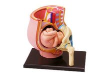 Load image into Gallery viewer, 4d Human Pelvis Anatomy Model Skeleton Medical Teaching Aid Puzzle Assembling Toy Laboratory Education Equipment
