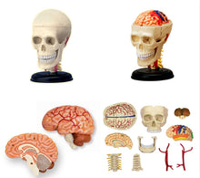 Load image into Gallery viewer, 4d  Skull human anatomical  anatomy model replica  skull bone brain  body organs model medical supplies and equipment

