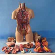 Load image into Gallery viewer, 55cm Human Torso Model Assembled Medical Model Human Anatomy Body Bisexual Anatomical Model Assembly Science Educational Toys
