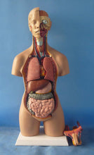 Load image into Gallery viewer, 55cm Human Torso Model Assembled Medical Model Human Anatomy Body Bisexual Anatomical Model Assembly Science Educational Toys

