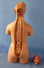 Load image into Gallery viewer, 55cm Human Torso Model Assembled Medical Model Human Anatomy Body Bisexual Anatomical Model Assembly Science Educational Toys
