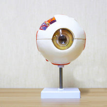 Load image into Gallery viewer, 6 Times Human Eye Anatomy Model ENT Ophthalmology Eyeball internal structure Cornea iris lens vitreous
