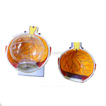 Load image into Gallery viewer, 6 Times Human Eye Anatomy Model ENT Ophthalmology Eyeball internal structure Cornea iris lens vitreous
