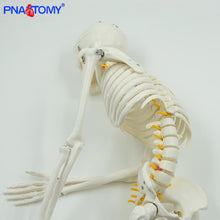 Load image into Gallery viewer, 85cm Human Skeleton Model with Flexible Spine Arms and Legs Nerves Artery Anatomical Models Human Pelvic Bone Medical Teaching
