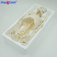 Load image into Gallery viewer, 85cm Human Skeleton Model with Flexible Spine Arms and Legs Nerves Artery Anatomical Models Human Pelvic Bone Medical Teaching
