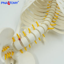 Load image into Gallery viewer, 85cm Human Skeleton Model with Flexible Spine Arms and Legs Nerves Artery Anatomical Models Human Pelvic Bone Medical Teaching
