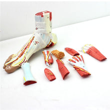 Load image into Gallery viewer, 9 parts 1:1 Life Size Human Foot Joint Muscle Ligament Plantar Anatomical Model Surgery Foot Muscle Neurovascular Model
