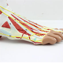 Load image into Gallery viewer, 9 parts 1:1 Life Size Human Foot Joint Muscle Ligament Plantar Anatomical Model Surgery Foot Muscle Neurovascular Model
