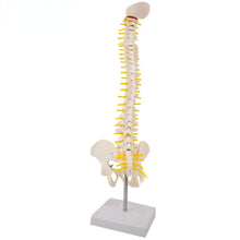 Load image into Gallery viewer, 45CM Human Spine with Pelvic Model Human Anatomical Anatomy Spine Medical Model spinal column model+Stand Fexible
