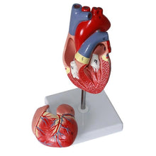 Load image into Gallery viewer, Anatomical Human Heart Anatomy Teaching Model Medical Science Viscera Medical Organ Model Teaching Resources with Stand
