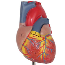 Load image into Gallery viewer, Anatomical Human Heart Anatomy Teaching Model Medical Science Viscera Medical Organ Model Teaching Resources with Stand
