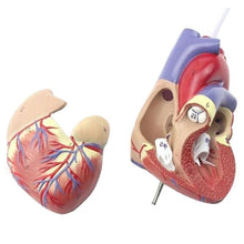Load image into Gallery viewer, Anatomical Human Heart Anatomy Teaching Model Medical Science Viscera Medical Organ Model Teaching Resources with Stand
