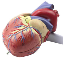 Load image into Gallery viewer, Anatomical Human Heart Anatomy Teaching Model Medical Science Viscera Medical Organ Model Teaching Resources with Stand
