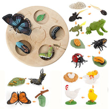 Load image into Gallery viewer, Animal Life Cycle Board Children Toy Teaching Aids Plant Animal Growth Cycle Model Set preschool cognitive Toys
