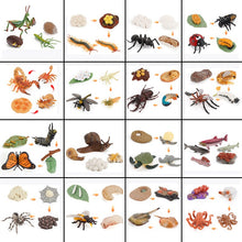Load image into Gallery viewer, Animal Life Cycle Board Children Toy Teaching Aids Plant Animal Growth Cycle Model Set preschool cognitive Toys
