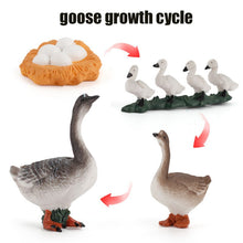 Load image into Gallery viewer, Animal Life Cycle Board Children Toy Teaching Aids Plant Animal Growth Cycle Model Set preschool cognitive Toys
