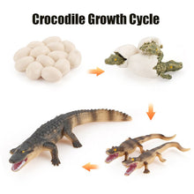 Load image into Gallery viewer, Animal Life Cycle Board Children Toy Teaching Aids Plant Animal Growth Cycle Model Set preschool cognitive Toys
