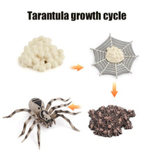 Load image into Gallery viewer, Animal Life Cycle Board Children Toy Teaching Aids Plant Animal Growth Cycle Model Set preschool cognitive Toys
