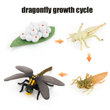 Load image into Gallery viewer, Animal Life Cycle Board Children Toy Teaching Aids Plant Animal Growth Cycle Model Set preschool cognitive Toys
