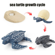 Load image into Gallery viewer, Animal Life Cycle Board Children Toy Teaching Aids Plant Animal Growth Cycle Model Set preschool cognitive Toys
