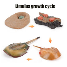 Load image into Gallery viewer, Animal Life Cycle Board Children Toy Teaching Aids Plant Animal Growth Cycle Model Set preschool cognitive Toys
