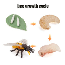 Load image into Gallery viewer, Animal Life Cycle Board Children Toy Teaching Aids Plant Animal Growth Cycle Model Set preschool cognitive Toys
