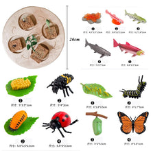 Load image into Gallery viewer, Animal Life Cycle Board Children Toy Teaching Aids Plant Animal Growth Cycle Model Set preschool cognitive Toys
