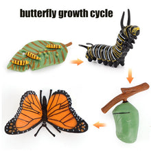 Load image into Gallery viewer, Animal Life Cycle Board Children Toy Teaching Aids Plant Animal Growth Cycle Model Set preschool cognitive Toys
