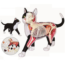 Load image into Gallery viewer, Animal Organ Anatomy Model 4D Cat Intelligence Assembling Toy Teaching Anatomy Model DIY Popular Science Appliances
