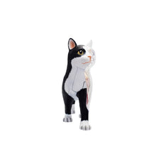 Load image into Gallery viewer, Animal Organ Anatomy Model 4D Cat Intelligence Assembling Toy Teaching Anatomy Model DIY Popular Science Appliances
