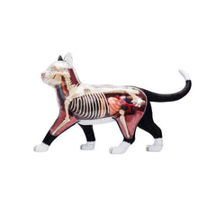 Load image into Gallery viewer, Animal Organ Anatomy Model 4D Cat Intelligence Assembling Toy Teaching Anatomy Model DIY Popular Science Appliances
