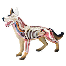 Load image into Gallery viewer, Animal Organ Anatomy Model 4D Dog Intelligence Assembling Toy Teaching Anatomy Model DIY Popular Science Appliances

