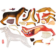 Load image into Gallery viewer, Animal Organ Anatomy Model 4D Dog Intelligence Assembling Toy Teaching Anatomy Model DIY Popular Science Appliances
