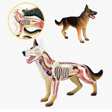 Load image into Gallery viewer, Animal Organ Anatomy Model 4D Dog Intelligence Assembling Toy Teaching Anatomy Model DIY Popular Science Appliances

